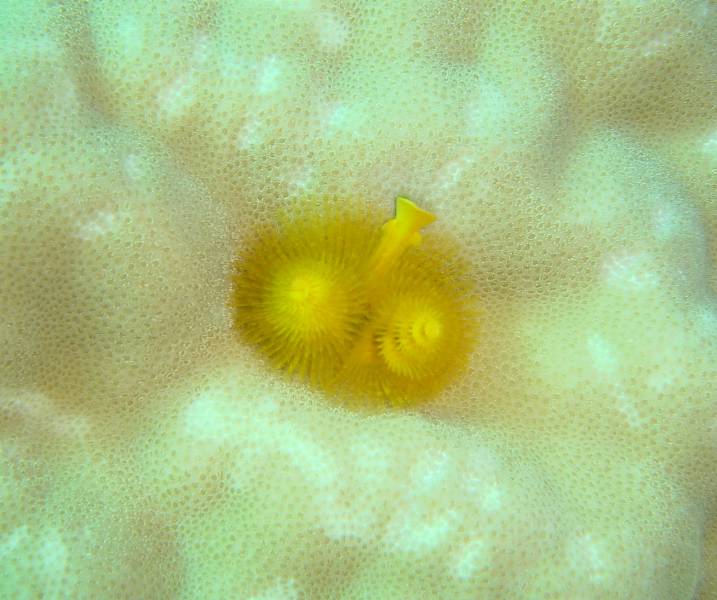 Klicken f�r Bild in voller Aufl�sung