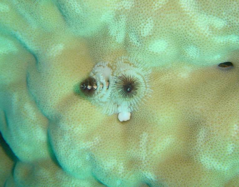 Klicken f�r Bild in voller Aufl�sung