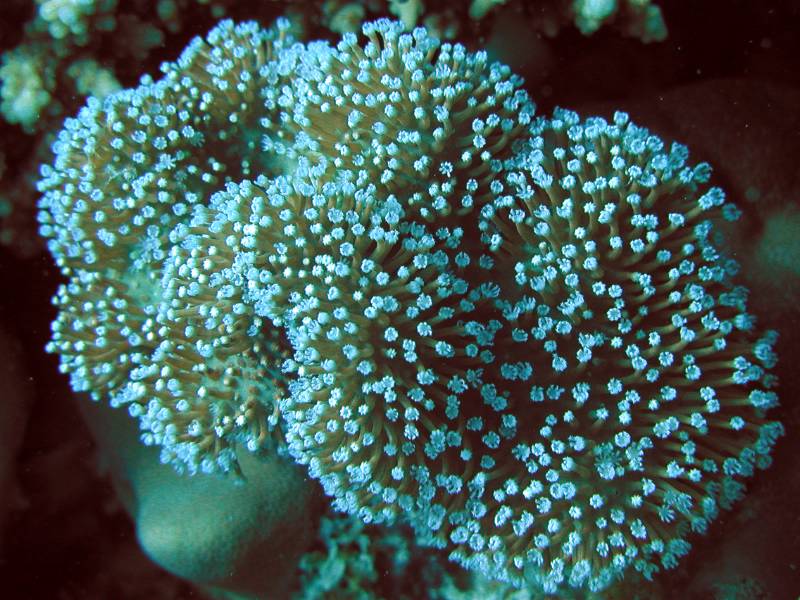 Klicken f�r Bild in voller Aufl�sung