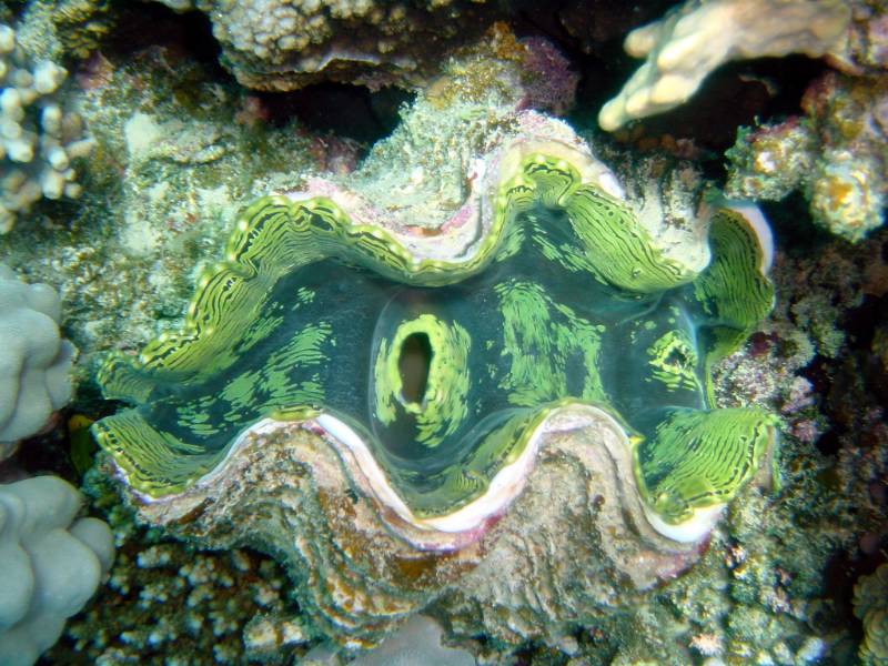 Klicken f�r Bild in voller Aufl�sung