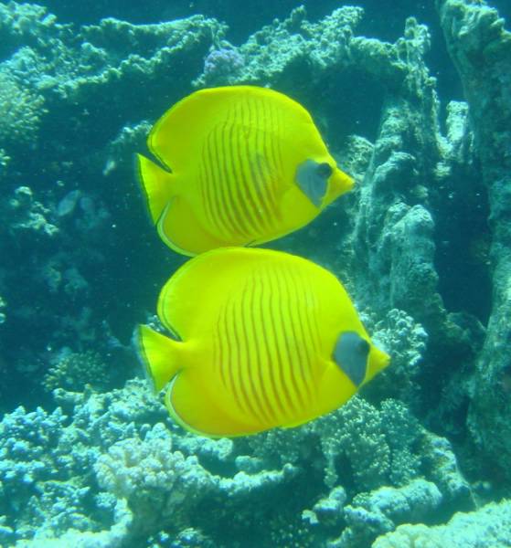 Klicken f�r Bild in voller Aufl�sung