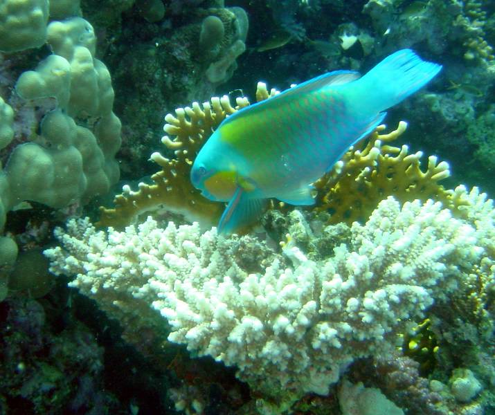 Klicken f�r Bild in voller Aufl�sung