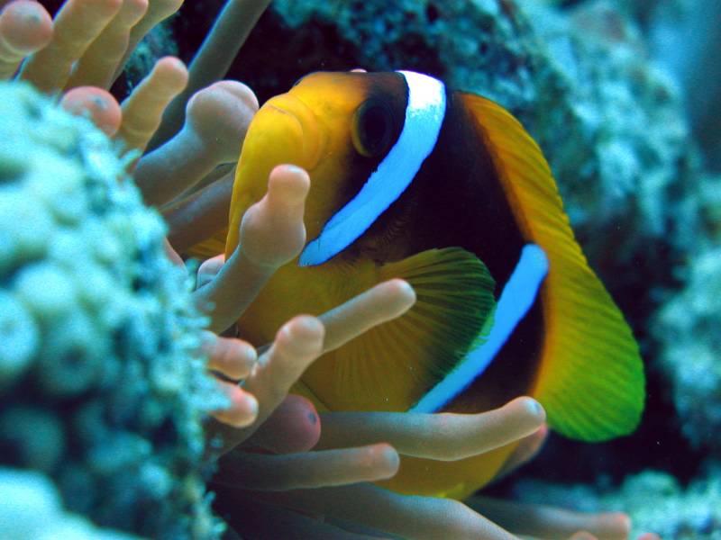 Klicken f�r Bild in voller Aufl�sung