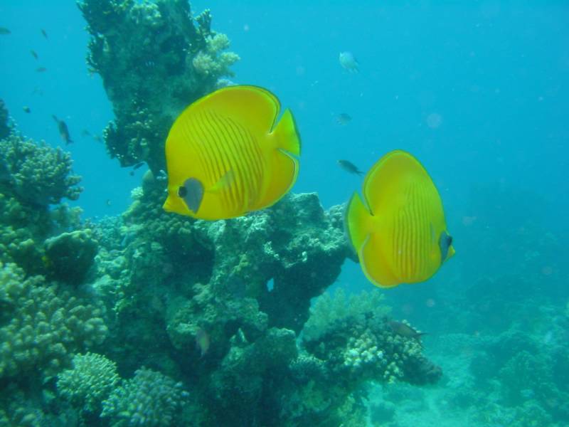 Klicken f�r Bild in voller Aufl�sung