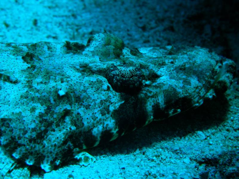 Klicken f�r Bild in voller Aufl�sung