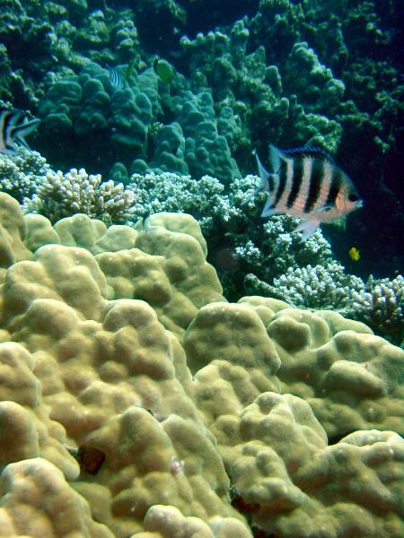 Klicken f�r Bild in voller Aufl�sung