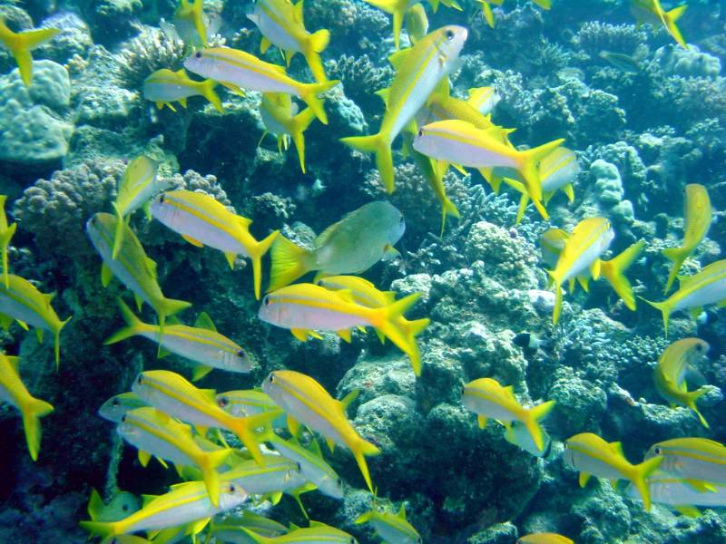 Klicken f�r Bild in voller Aufl�sung