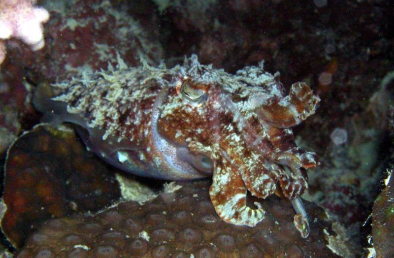 Klicken f�r Bild in voller Aufl�sung