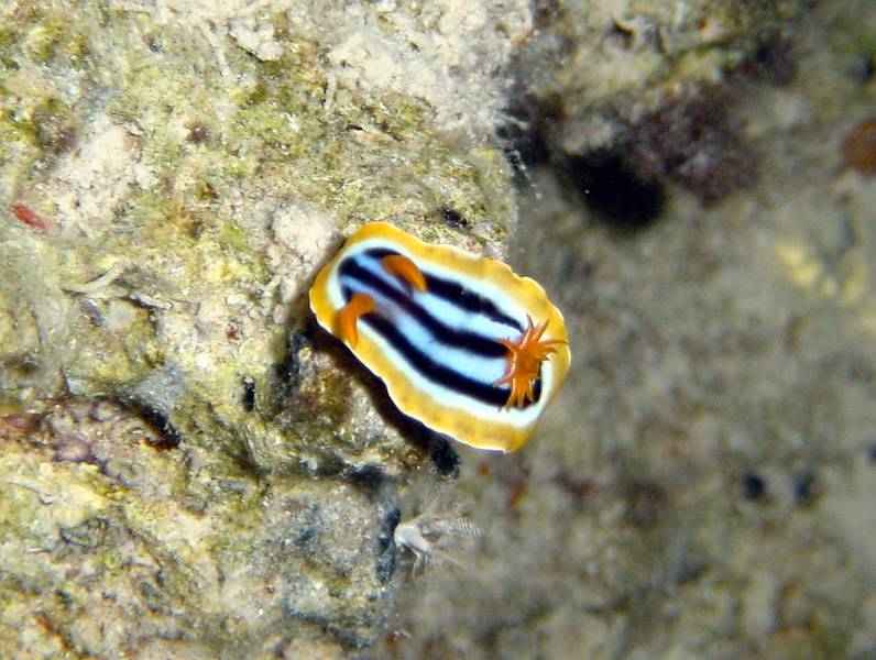 Klicken f�r Bild in voller Aufl�sung