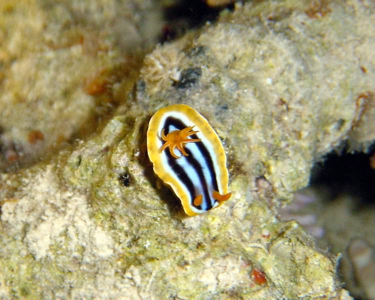 Klicken f�r Bild in voller Aufl�sung