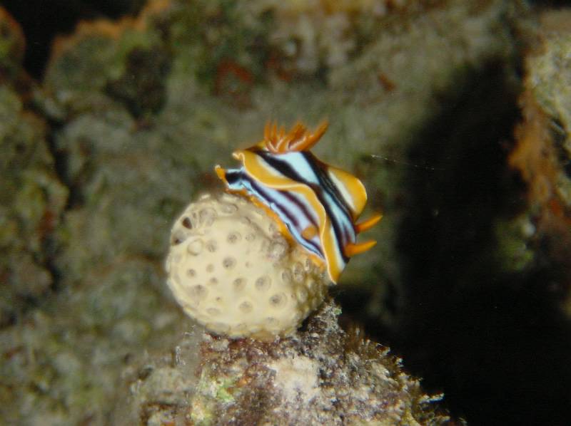 Klicken f�r Bild in voller Aufl�sung