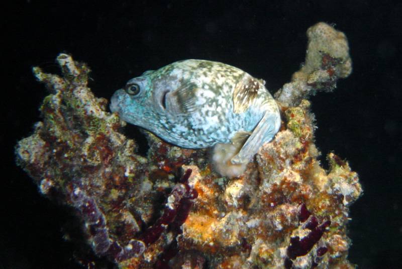 Klicken f�r Bild in voller Aufl�sung