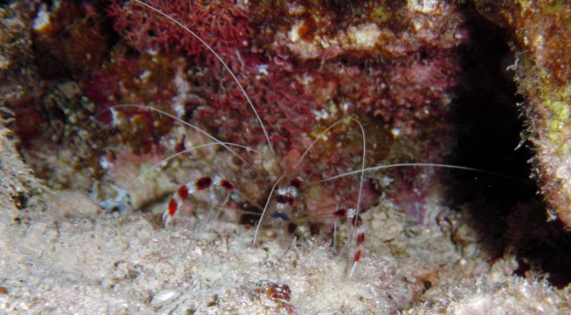 Klicken f�r Bild in voller Aufl�sung