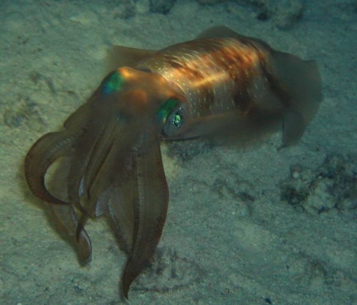 Klicken f�r Bild in voller Aufl�sung