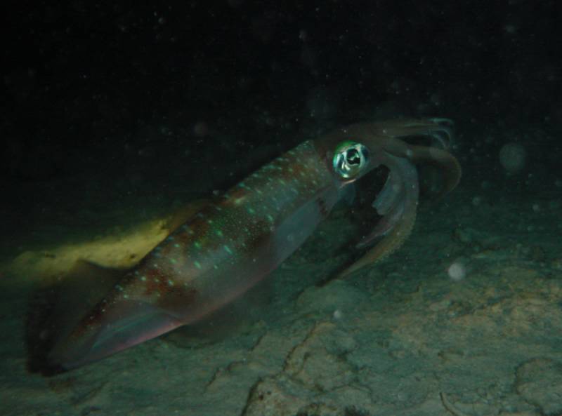 Klicken f�r Bild in voller Aufl�sung