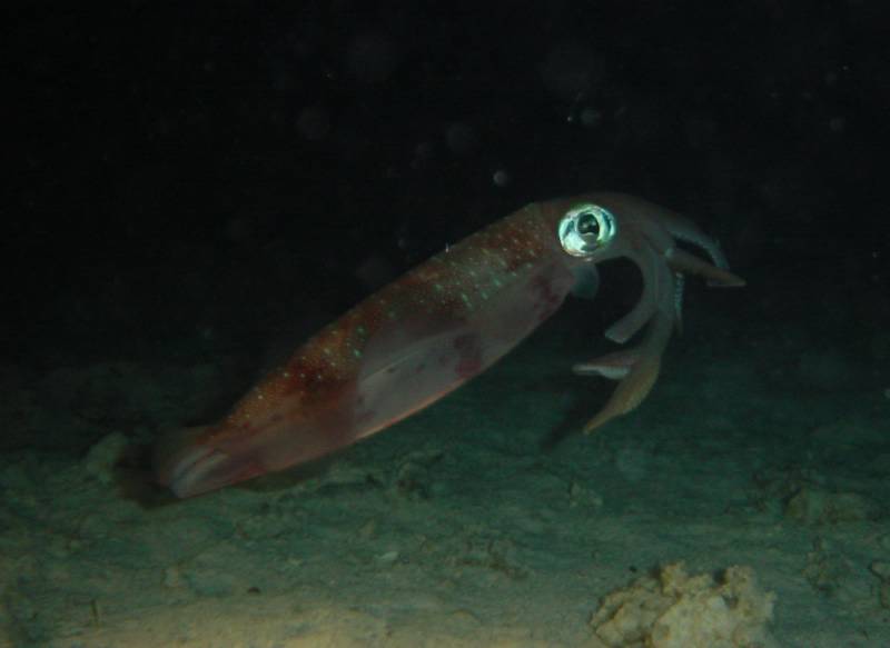 Klicken f�r Bild in voller Aufl�sung