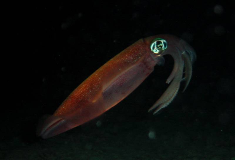 Klicken f�r Bild in voller Aufl�sung