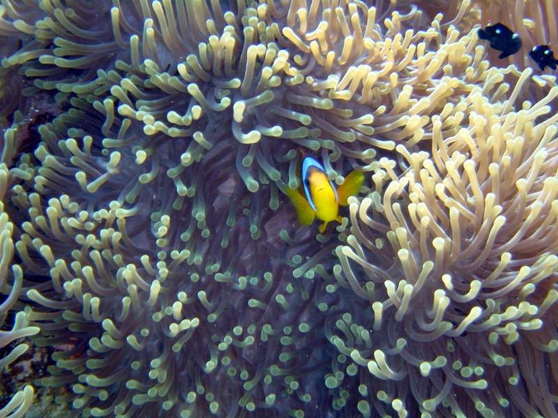 Klicken f�r Bild in voller Aufl�sung