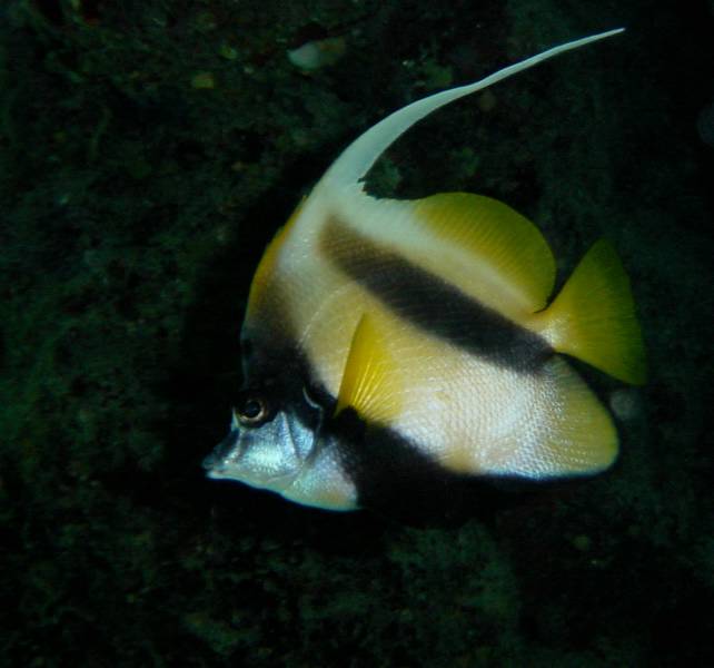 Klicken f�r Bild in voller Aufl�sung