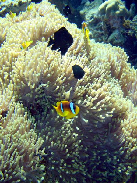 Klicken f�r Bild in voller Aufl�sung