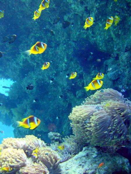 Klicken f�r Bild in voller Aufl�sung