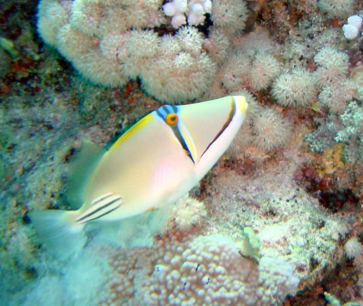 Klicken f�r Bild in voller Aufl�sung