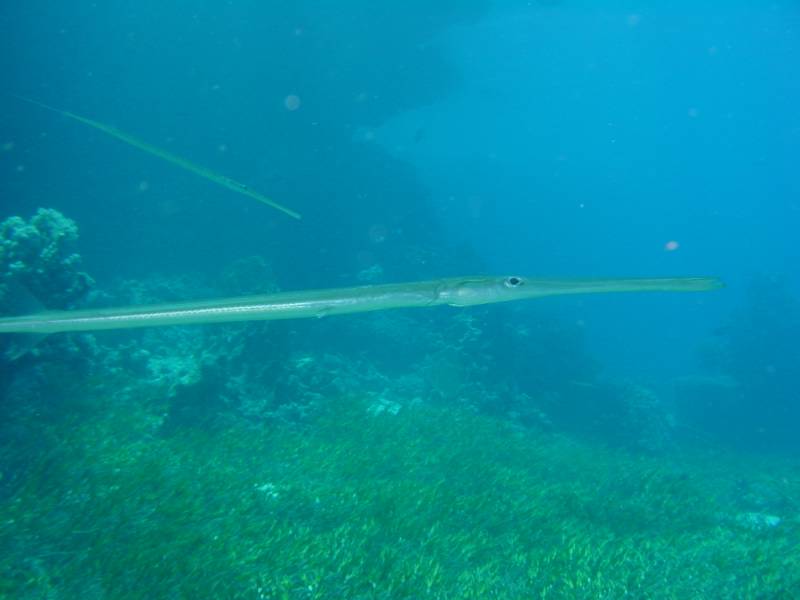 Klicken f�r Bild in voller Aufl�sung