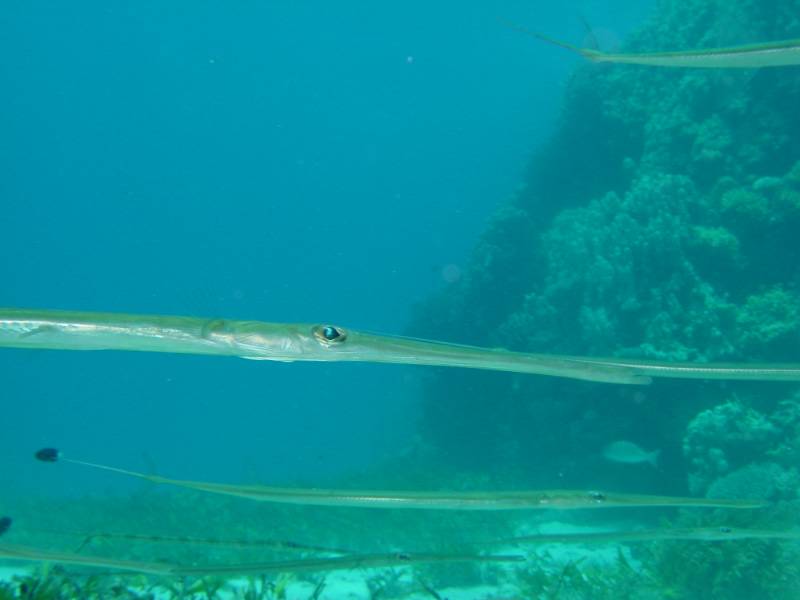 Klicken f�r Bild in voller Aufl�sung