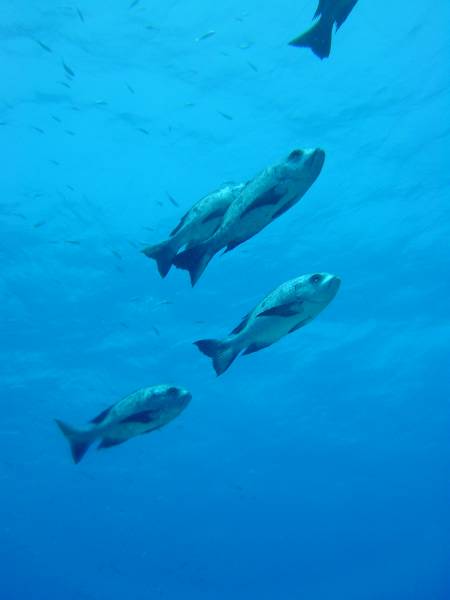 Klicken f�r Bild in voller Aufl�sung