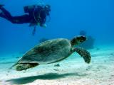 Schildkr�te mit Taucher