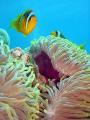 Seeanemone mit Clownfischen