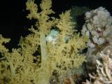 Weichkoralle mit Riffbarsch
