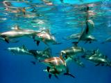 Schnorcheln mit einer grossen Delfinschule