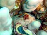 Dieser Oktopus versteckt sich in einer Steinkoralle