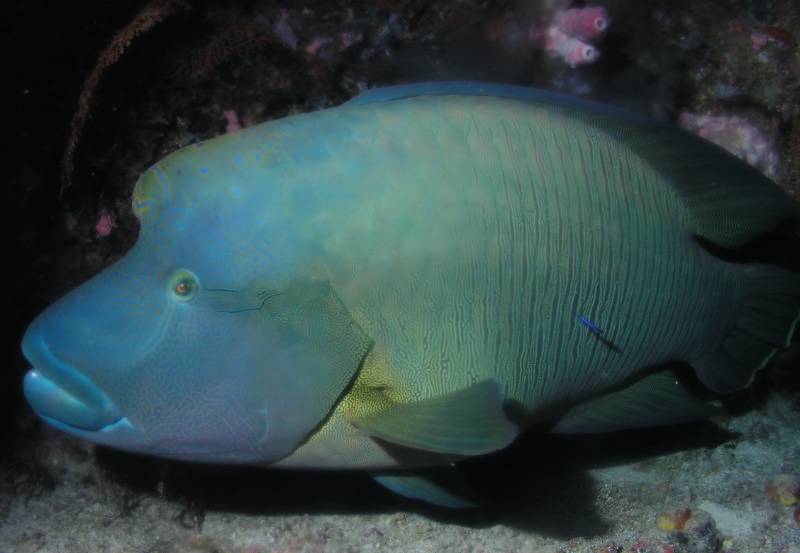 Napoelon beim Little Brother