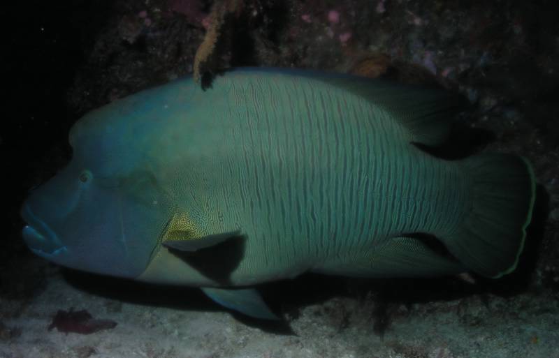 Napoelon beim Little Brother