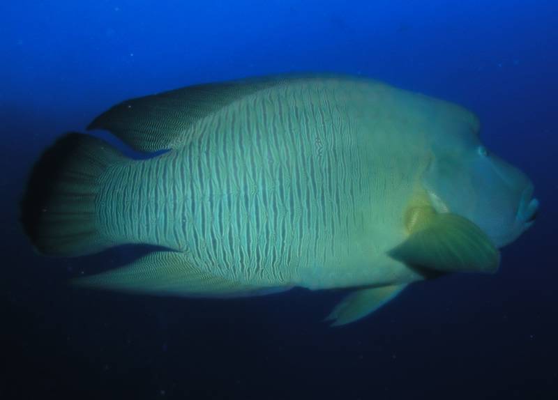 Napoelon beim Little Brother