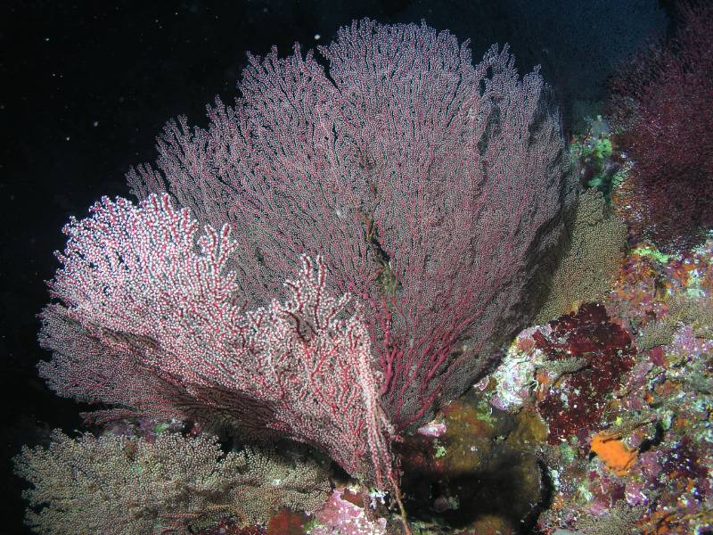 Knoten-Seef�cher (Gorgonie)