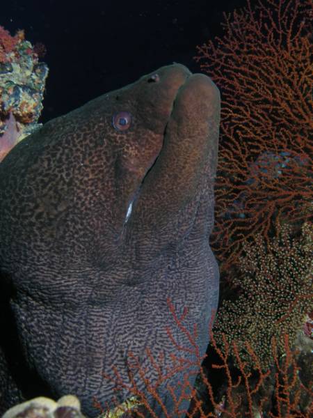 Riesenmur�ne beim Little Brother