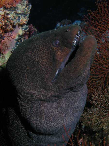 Riesenmur�ne beim Little Brother