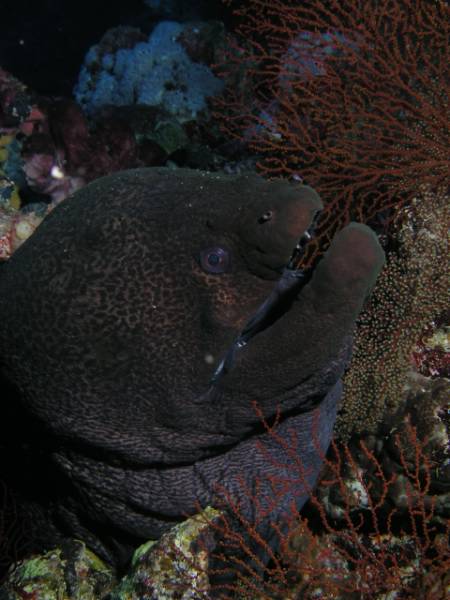 Riesenmur�ne beim Little Brother