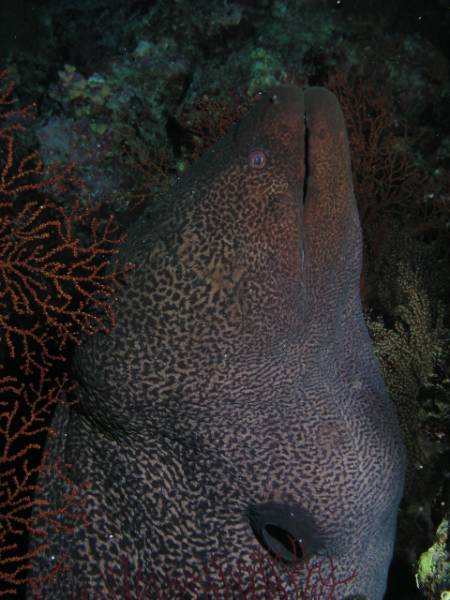 Riesenmur�ne beim Little Brother