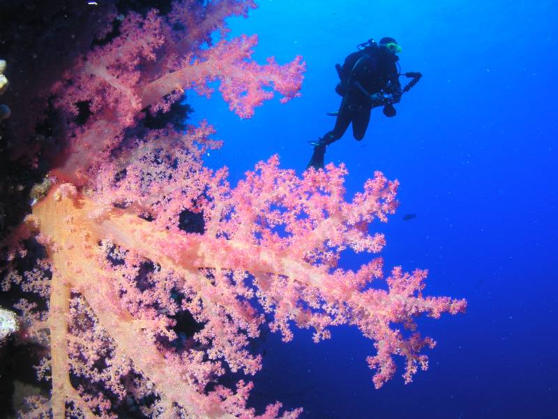 Weichkoralle und Taucher (Peter) am Little Brother