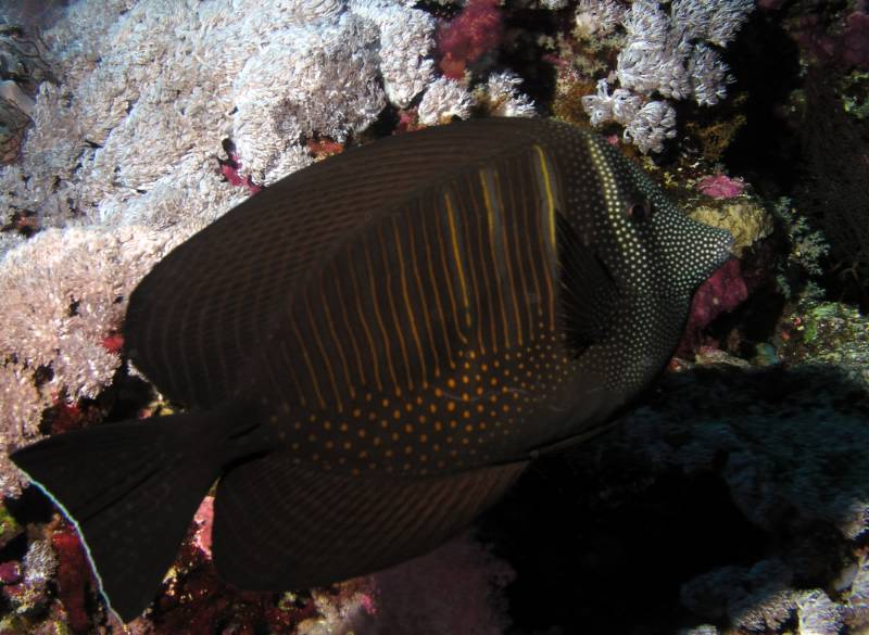 Indischer Segelflossendoktorfisch