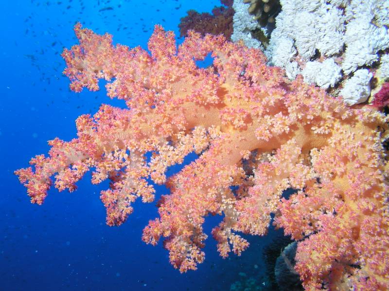 Weichkoralle am Little Brother