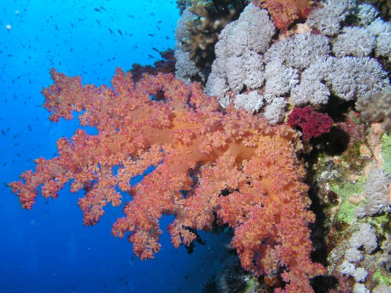 Weichkoralle am Little Brother