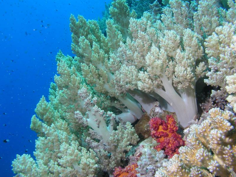 Weichkorallen am Little Brother