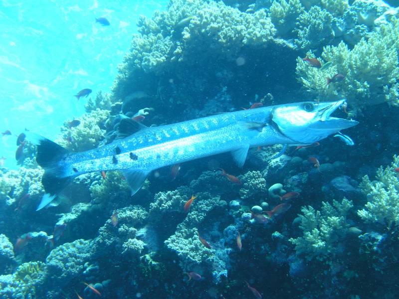 Barakuda am Little Brother