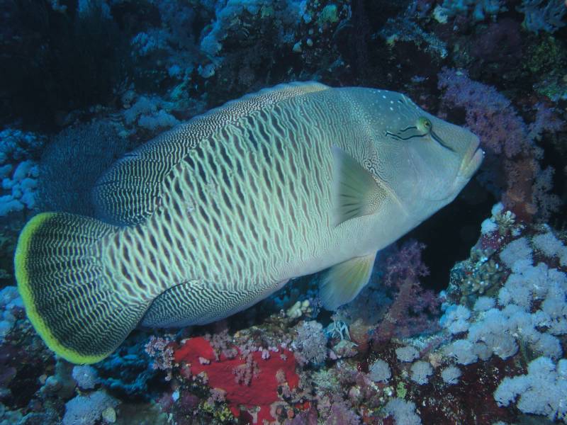 Kleiner Napoleon beim Little Brother