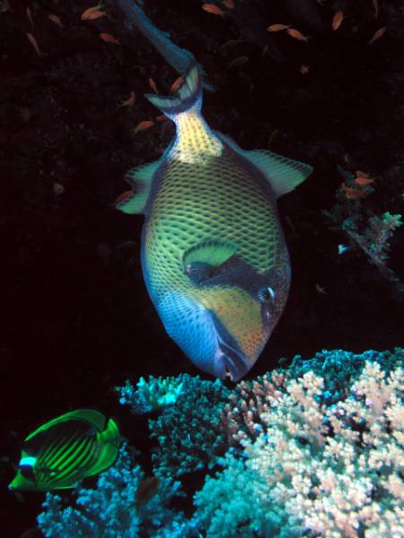 Titandr�cker beim Little Brother